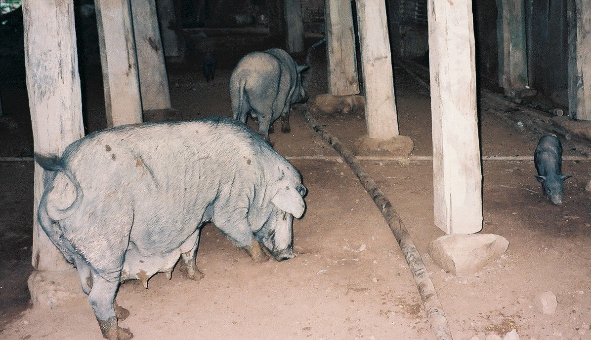 高床式住居の床下の豚